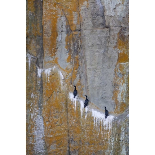 Canada, BC Double-crested cormorants